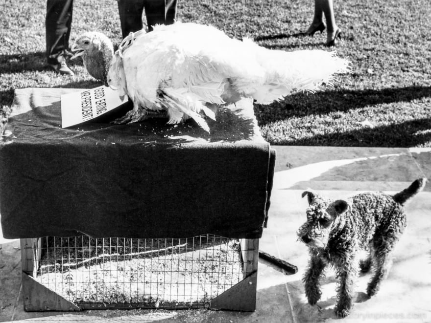 Thanksgiving at the White House 1963